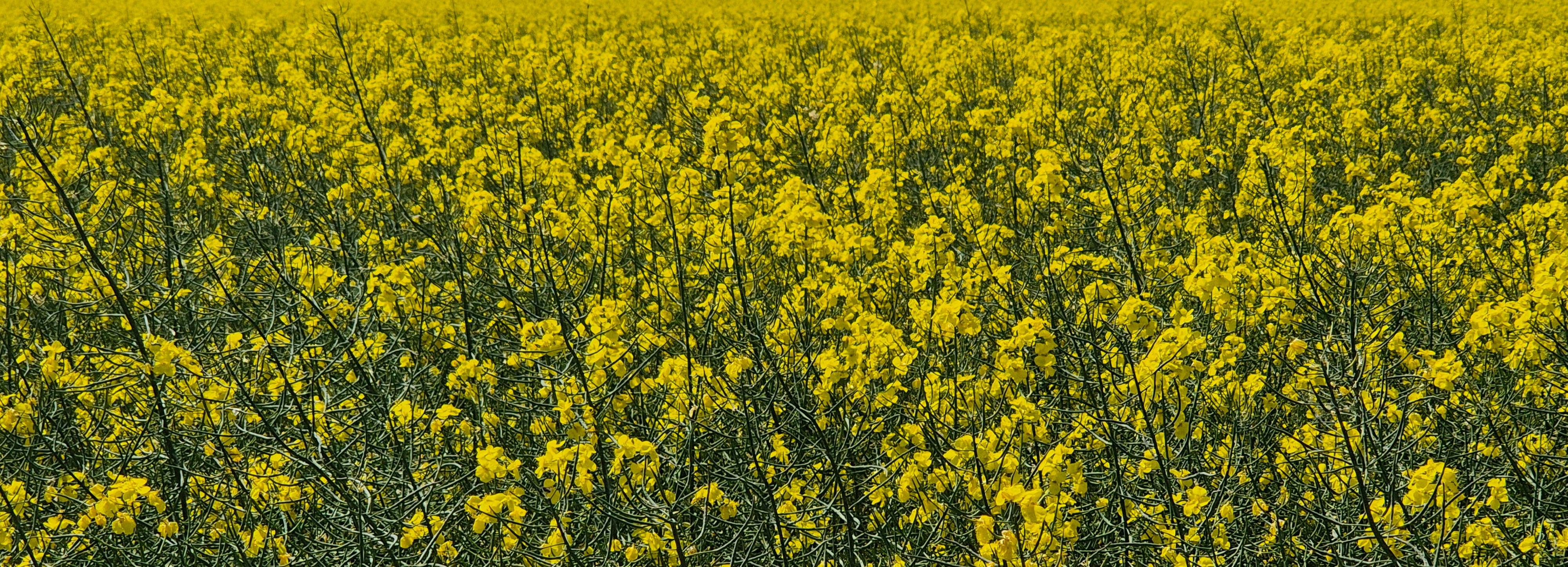 Fotostammtisch Rheine, Joomla4